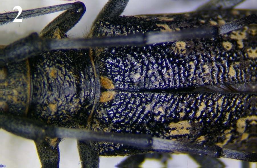 Cerambicide da id. - Monochamus galloprovincialis